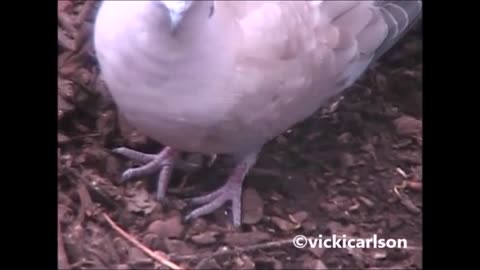 Trump Oaths of Office FAUCI Vaccines & Now No Pedo's Exist Either