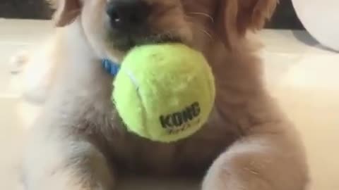 Watch This Dog Dominate the Ball