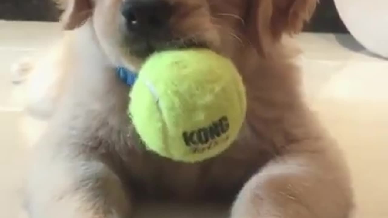 Watch This Dog Dominate the Ball