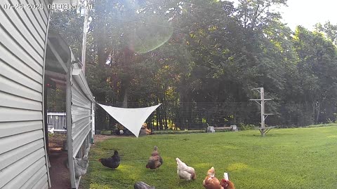 Shady Chicken Yard(2)!