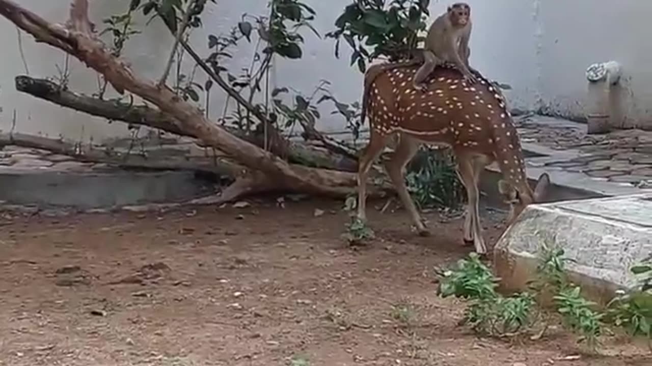 Peaceful coexistence always is better