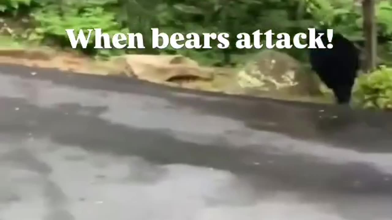 bears acting like beers