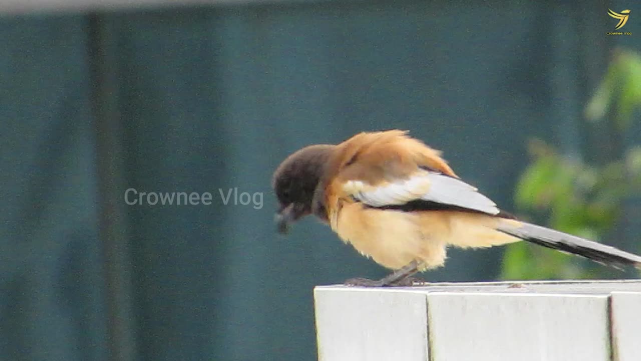 Rufous Treepie: Exploring Its Unique Calls
