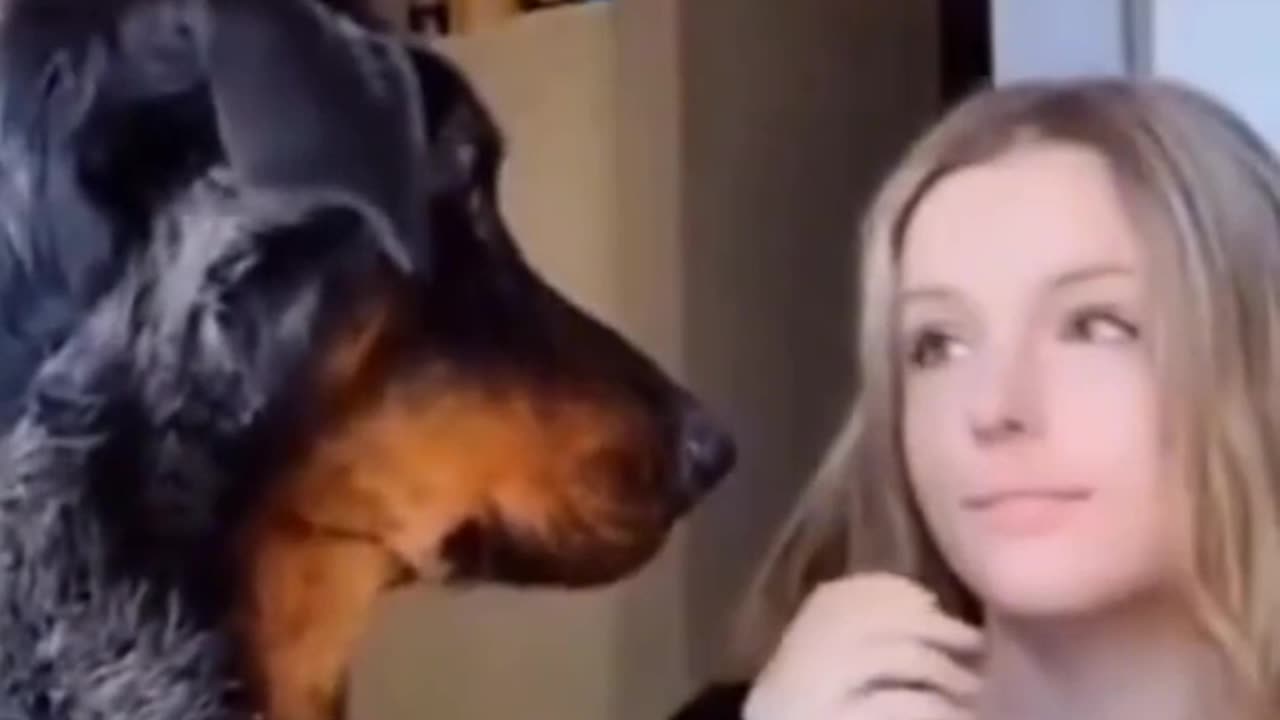 everybody needs a dog