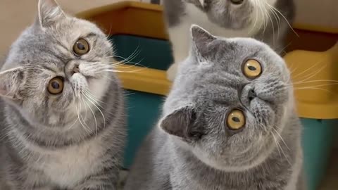 🐾 "Animals Are Smarter Than Humans?! 😲 | Mind-Blowing Moments Caught on Camera"