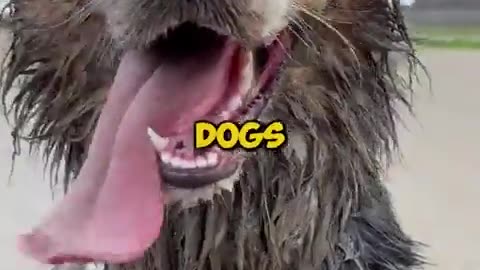 🐕👋 Meet the Australian Shepherd! | FunFM