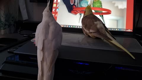 Quincy Chases a Mouse & Coco Helps