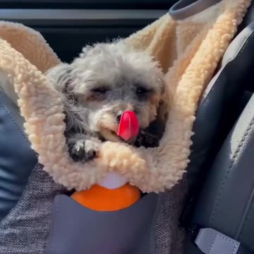 Dog Carrier Car Seat “Pearl Purse” Owleys