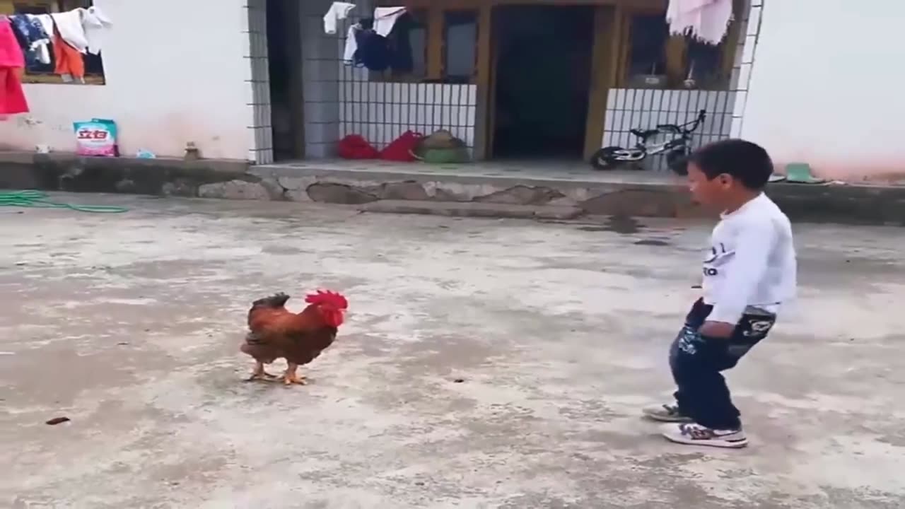 Funny video of rooster with young master