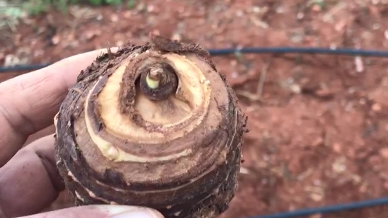What should be the size of taro ready for planting?