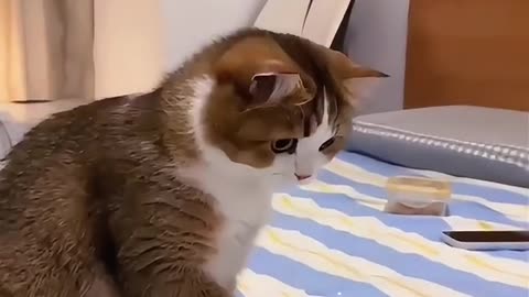 Cute cat is doing fun. Follow for this cat.