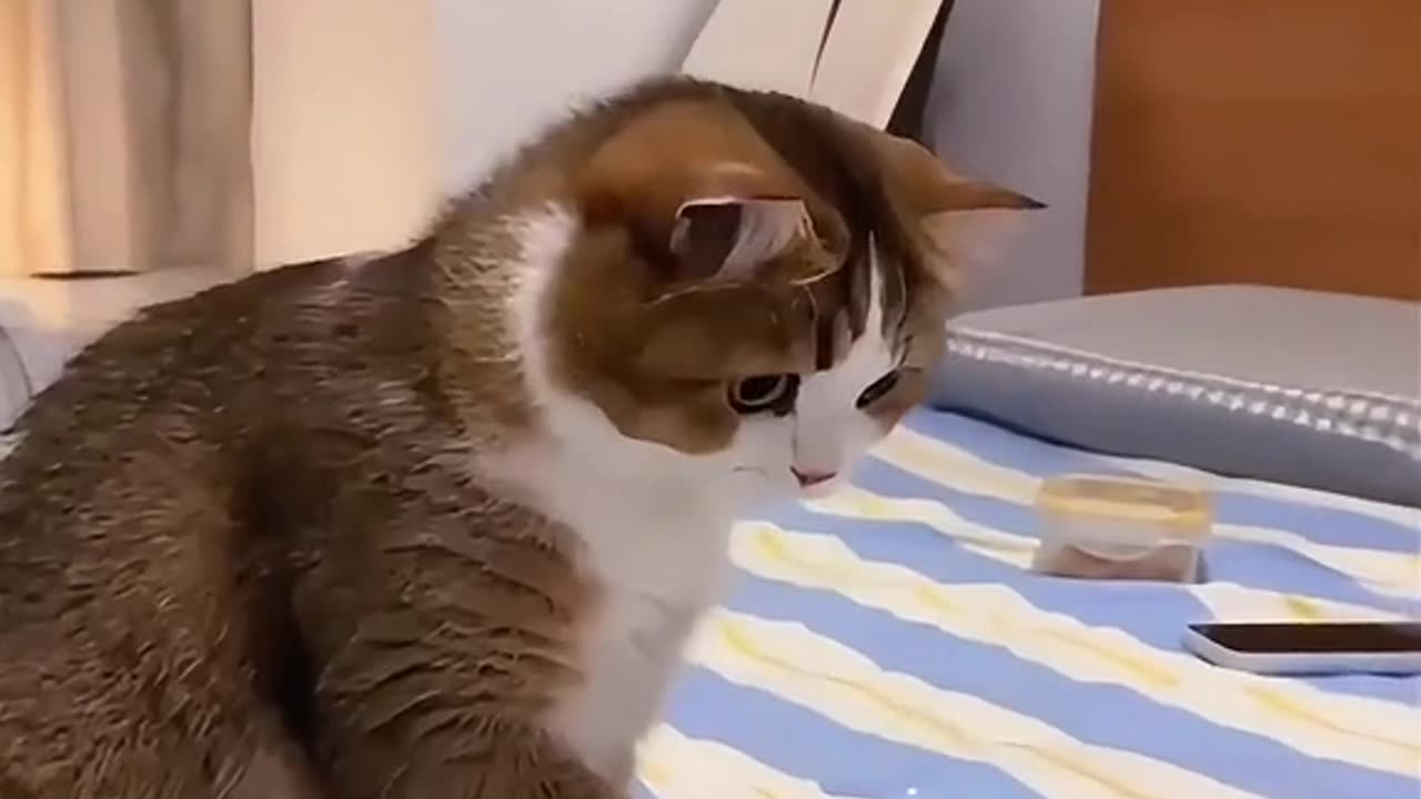 Cute cat is doing fun. Follow for this cat.