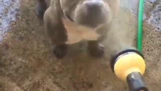 Loves Mist