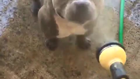 Loves Mist
