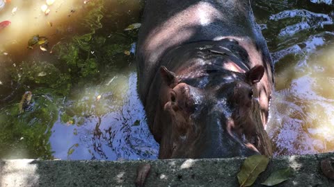 Hippo Feeding @ Puerto Vallarta Zoo (Jalisco, Mexico) 18