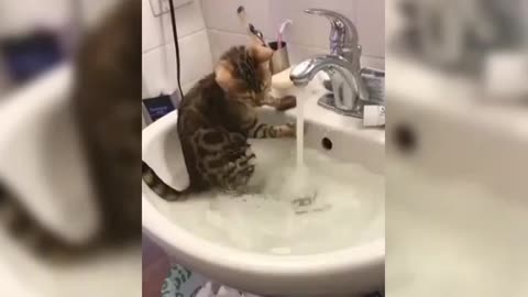 These Cats Will Make You Laugh Non-Stop for 4 Minutes! 😂🐱 #FunnyCats