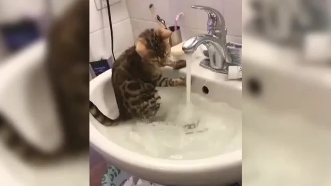 These Cats Will Make You Laugh Non-Stop for 4 Minutes! 😂🐱 #FunnyCats