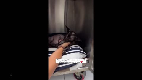 Beaten, starving and almost dead... to one beautiful dog... Kindness matters