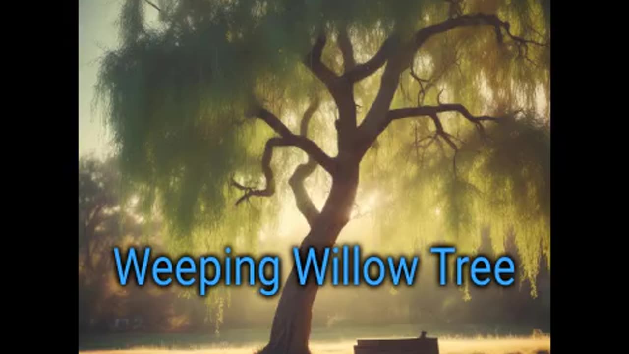 MD- Weeping Willow Tree