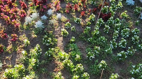 Secondary and Tertiary Monitor Flowers for morning coffee.