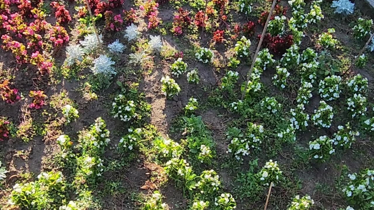 Secondary and Tertiary Monitor Flowers for morning coffee.
