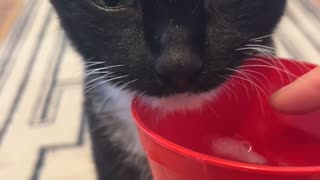 😂🐱 My Cat's Ice Cube Drinking Routine is Hilarious! | FunFM