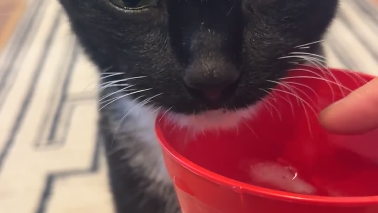 😂🐱 My Cat's Ice Cube Drinking Routine is Hilarious! | FunFM