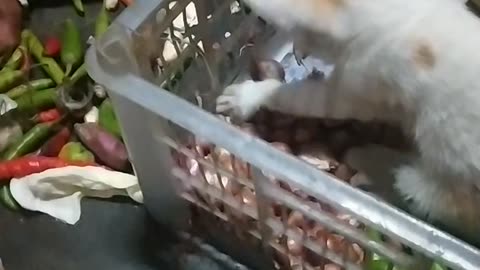 Cat funny