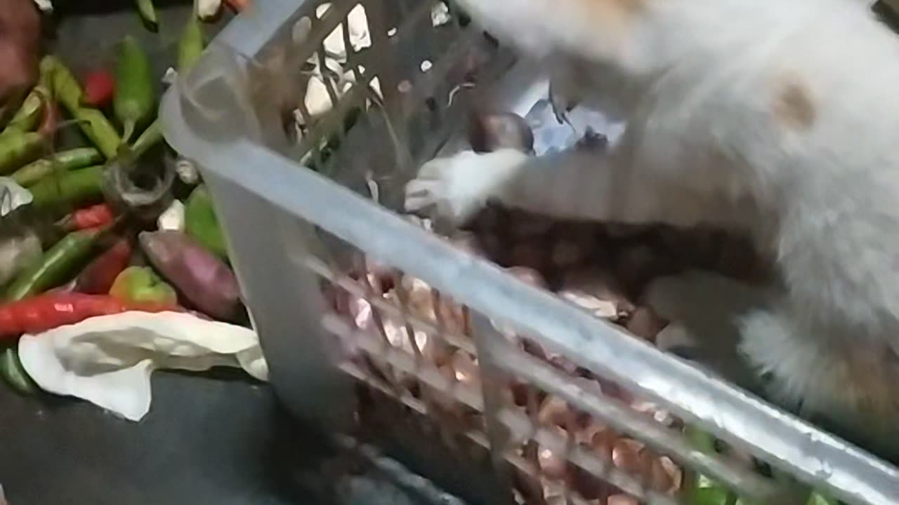 Cat funny