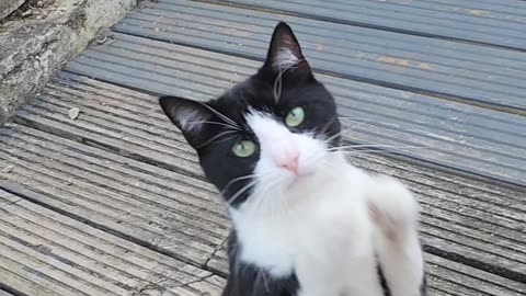 Cat Begging