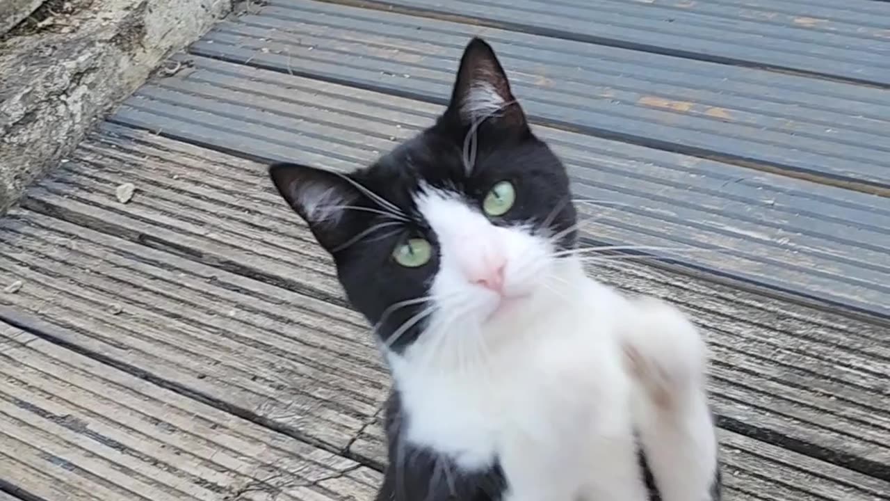 Cat Begging
