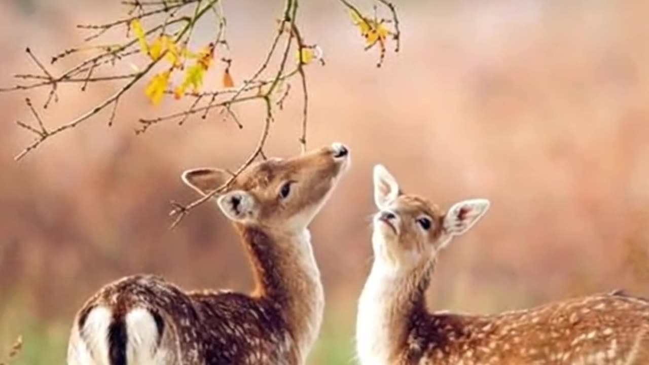 Gentle Steps