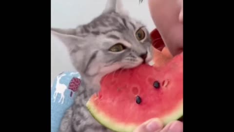 Quick Smile: This cat's eyes - look at the when he understands the red part is it
