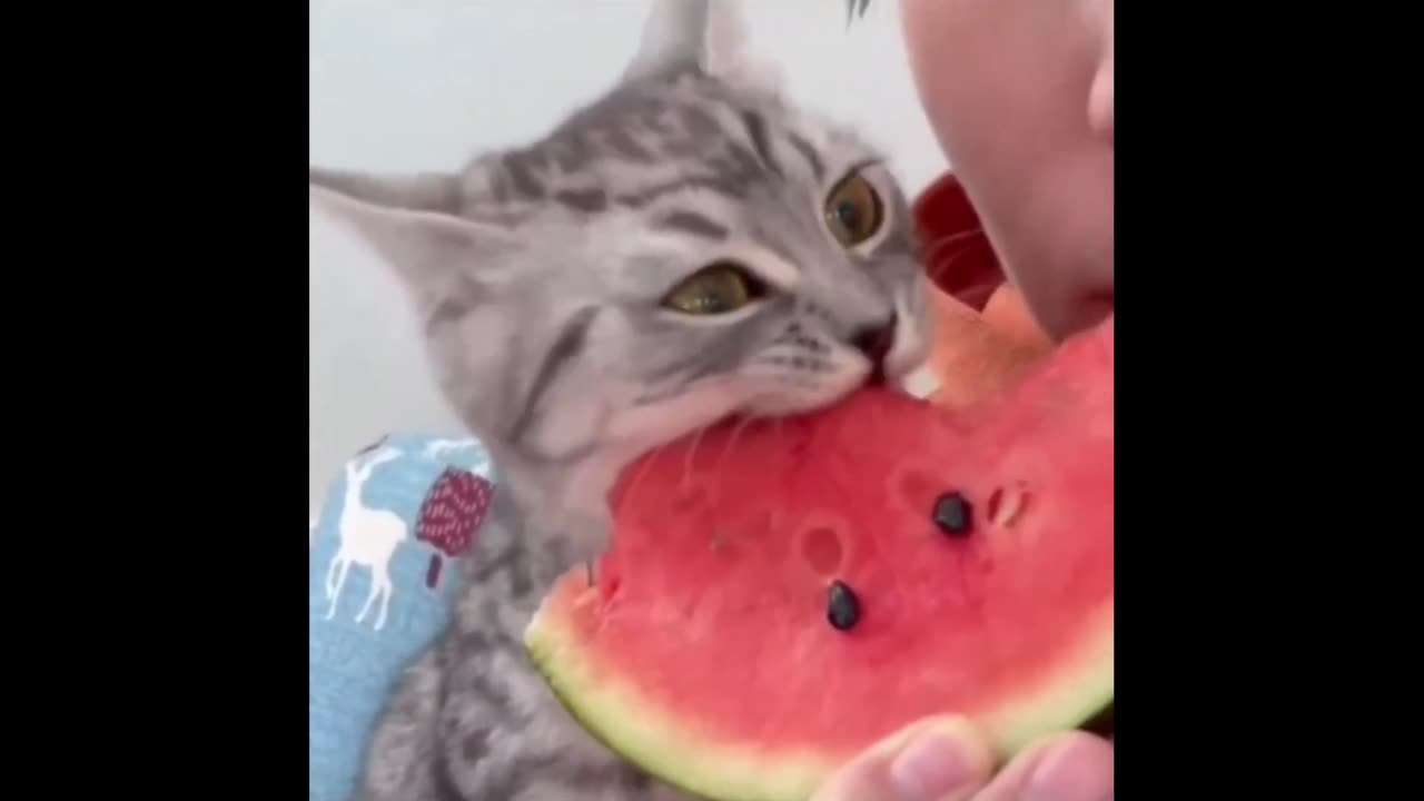 Quick Smile: This cat's eyes - look at the when he understands the red part is it