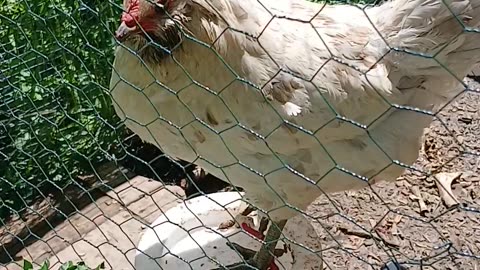 Chicken coop