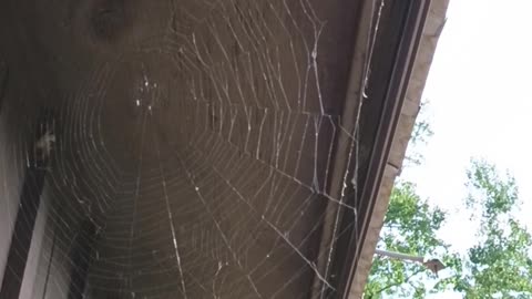 Spider Web