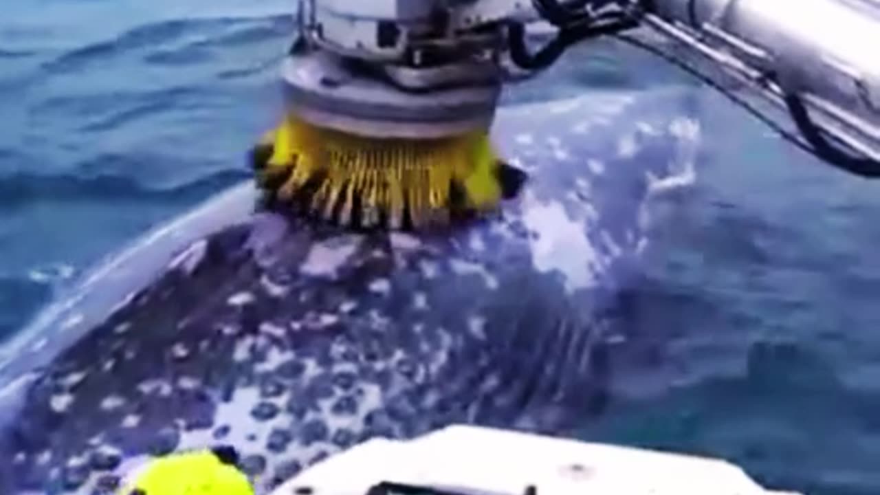 Big Fish in Sea