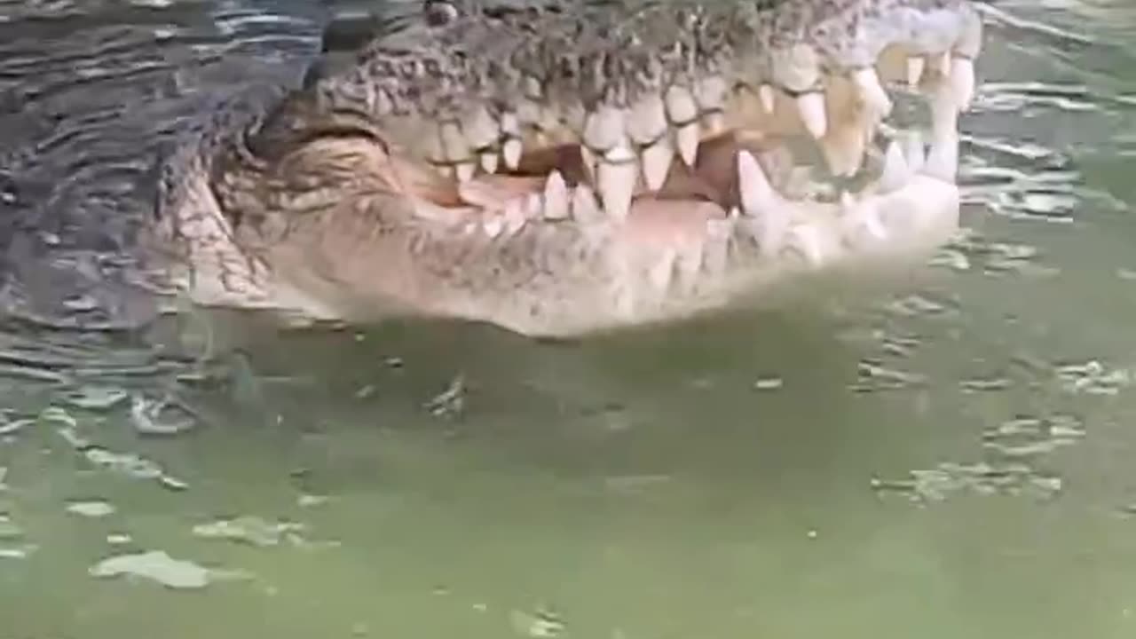 Crocodile's Bite Force is Insane! 🐊💥 Crushed a Huge Bone in One Go! #shorts