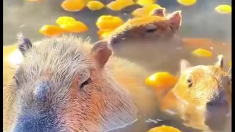 Capybara Park in Colombia – The Gentle Giants of the Wetlands