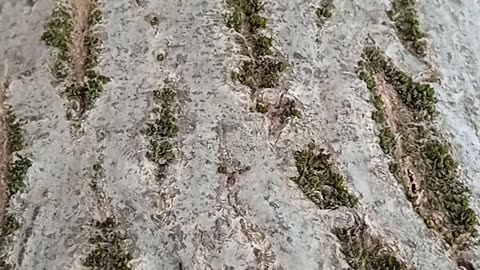 Karınca otobanı