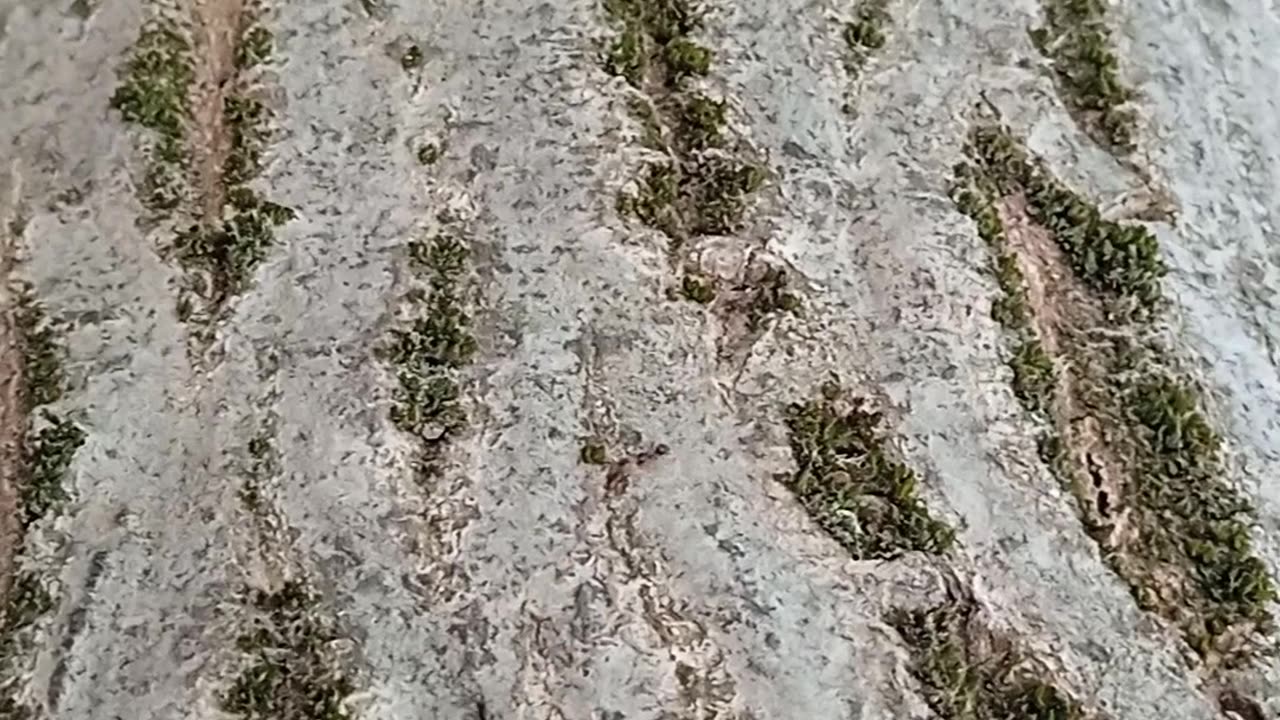 Karınca otobanı