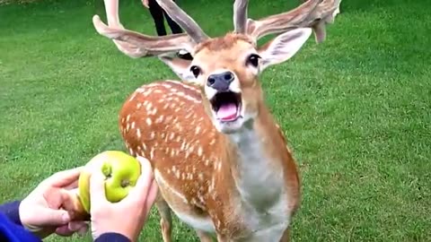 Funny Video 5