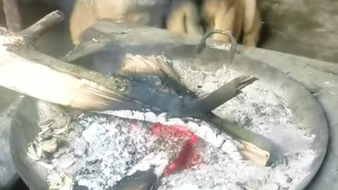 Dog's Comedy Videos 🤣 so cute videos and puppies comedy scenes 😂 so cute 🥰 🥰 🥰 🥰