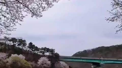 😂🌸 The Most Unexpected Way to Capture Cherry Blossoms! | FunFM