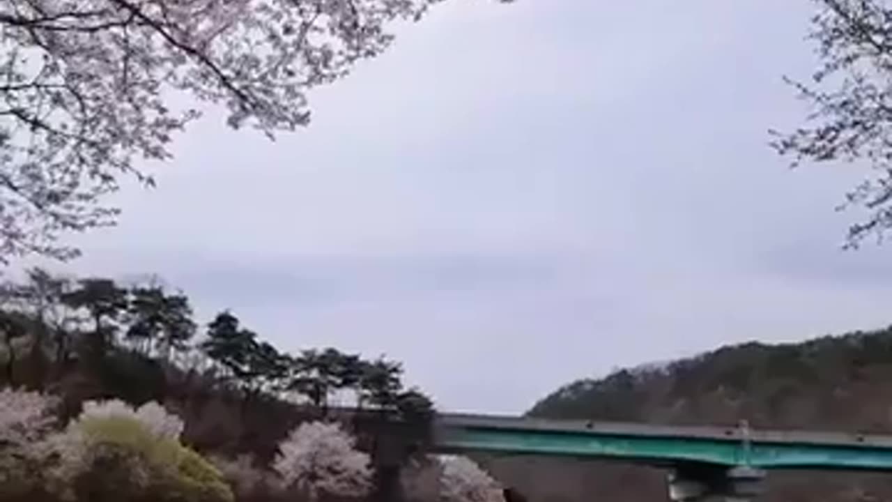 😂🌸 The Most Unexpected Way to Capture Cherry Blossoms! | FunFM