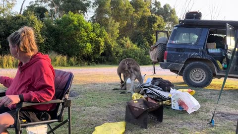 Camping in Australia 🇦🇺 with kangaroos