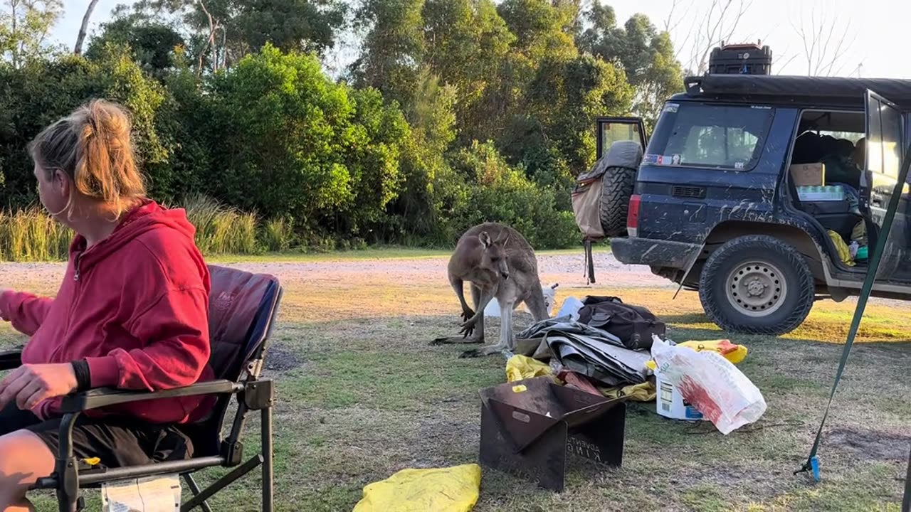 Camping in Australia 🇦🇺 with kangaroos