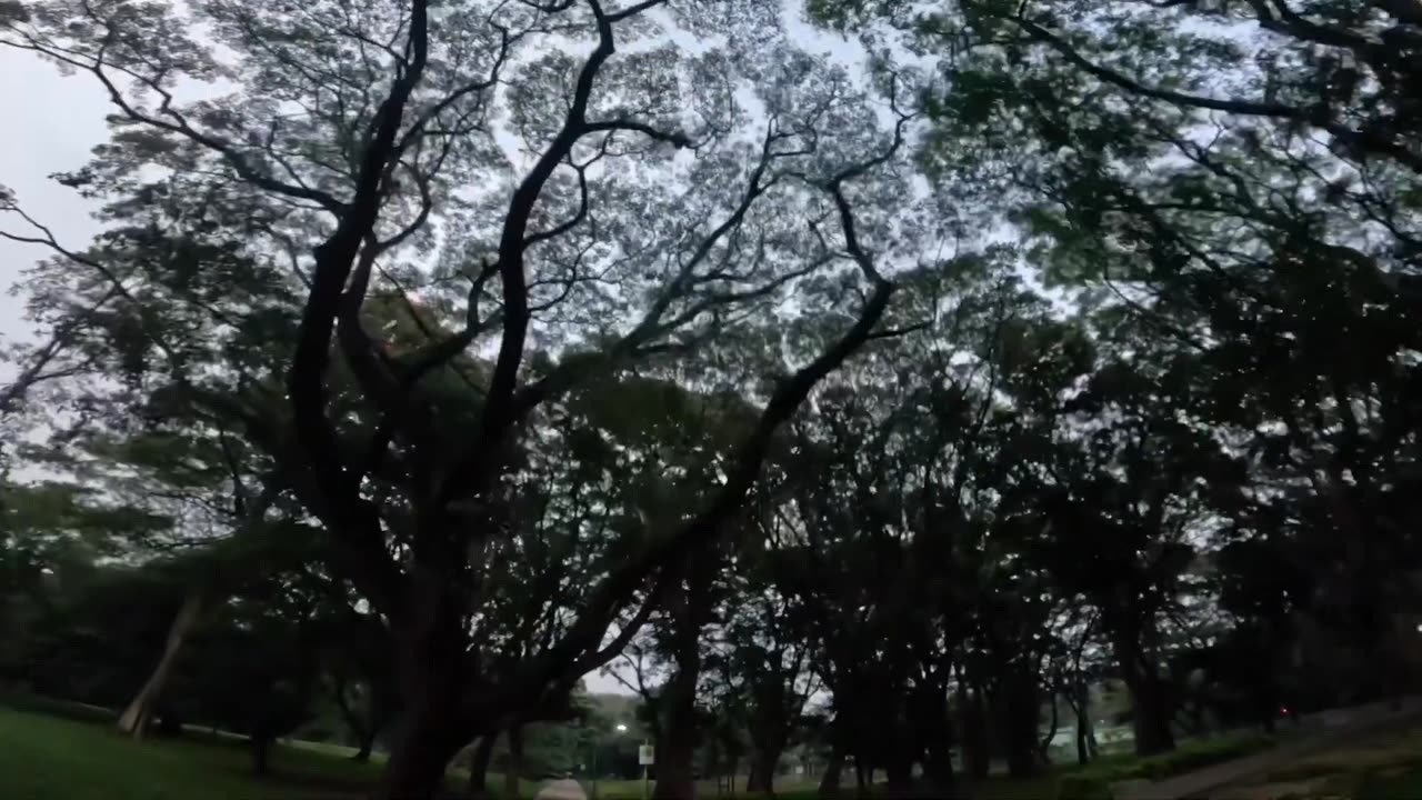 A Relaxing Walk, through Cubbon Park of Bangalore