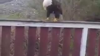 Sing me a song! Eagle Ok