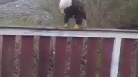 Sing me a song! Eagle Ok